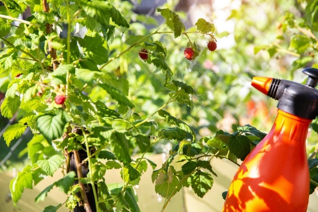 Coca Cola cleaning hacks - Boost garden health
