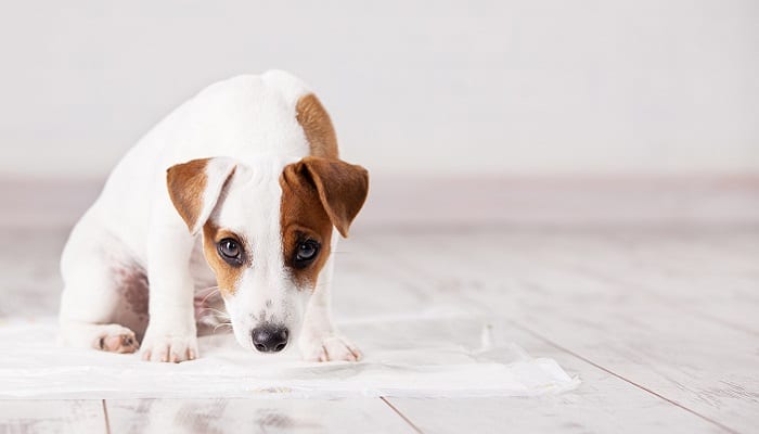 Puppy toilet training