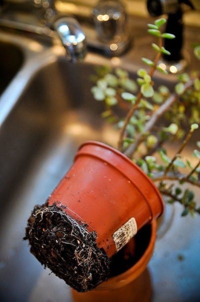 gardening services
