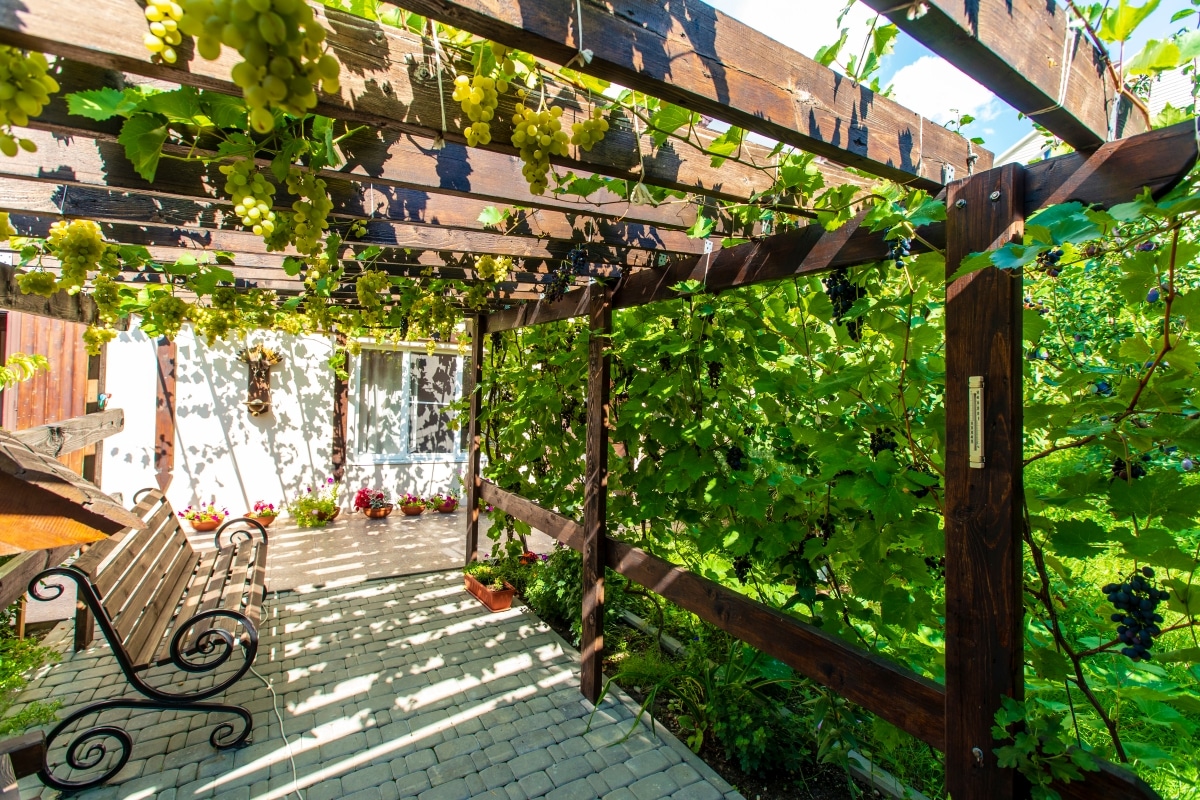 gorgeous climbing vines over pergola beams