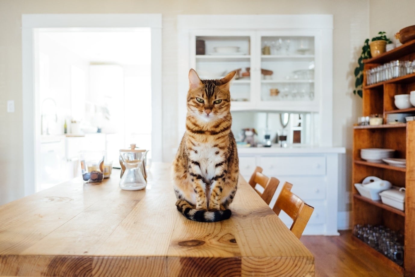 kitchen-storage-kitty