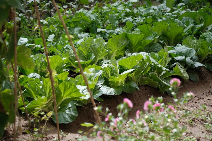 vegetable-garden-greens