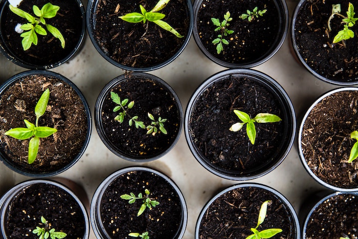 vegetable-garden-seedling