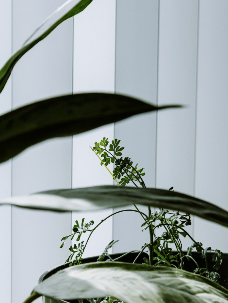 Crisp white vertical blinds