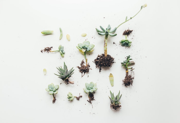 how-to-propagate-succulent