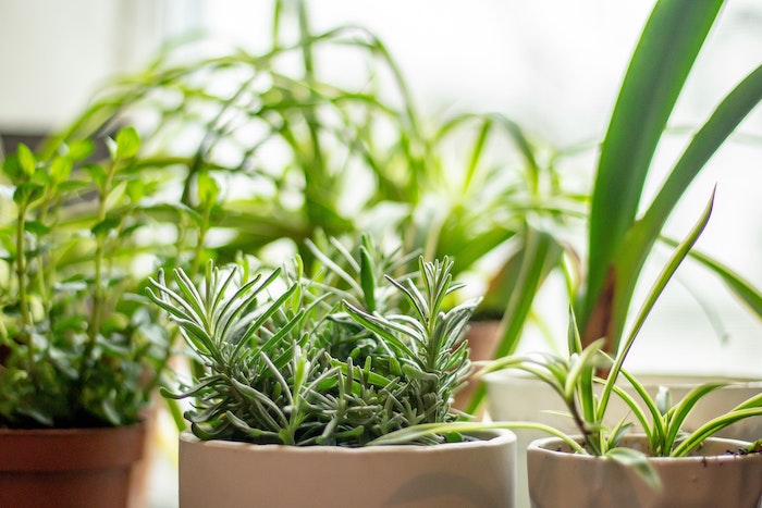 lavender-cutting-pot-plant