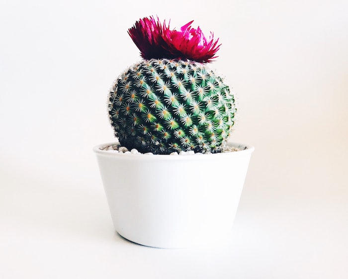 propagate-cactus