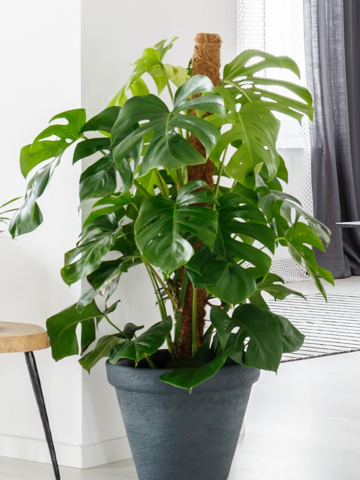 monstera-propagate-plants