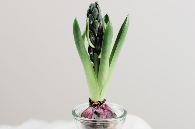 Plant bulb in glass