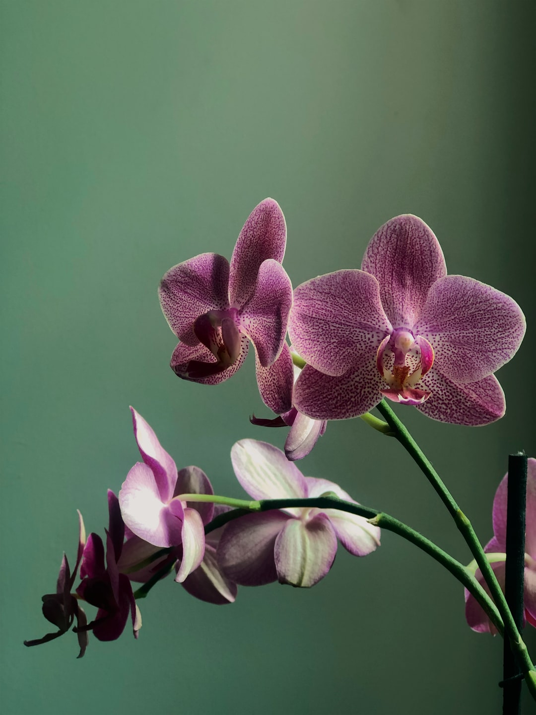 An orchid on green background
