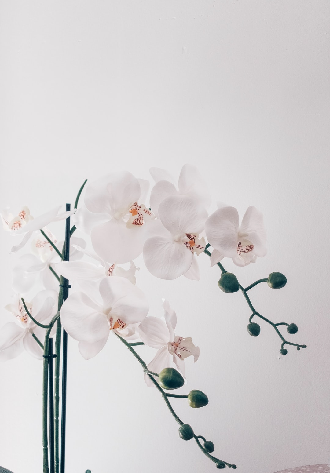 A white orchid