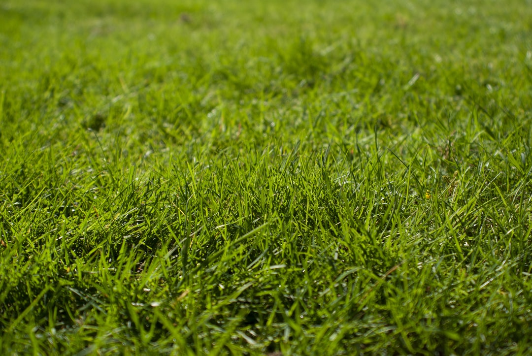 Wider shot of grass