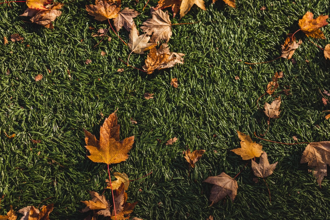 Fake-grass-with-leaf