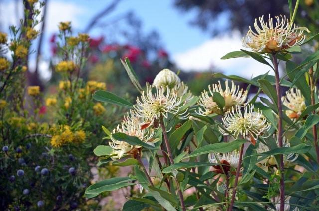 Native garden ideas - Tips for how to design a native garden