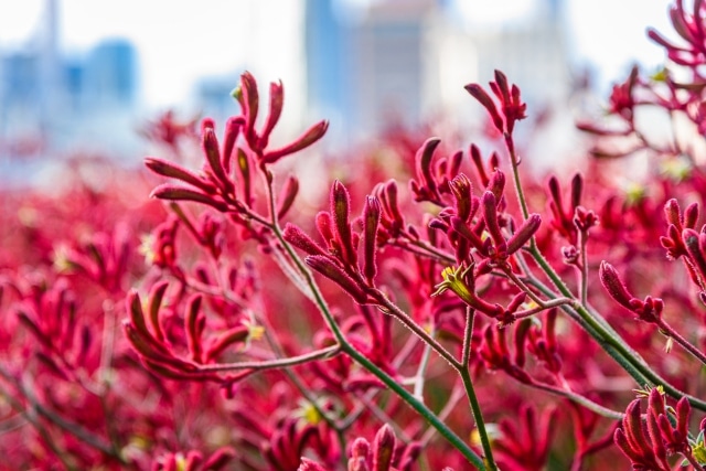 Native garden ideas - Kangaroo paws