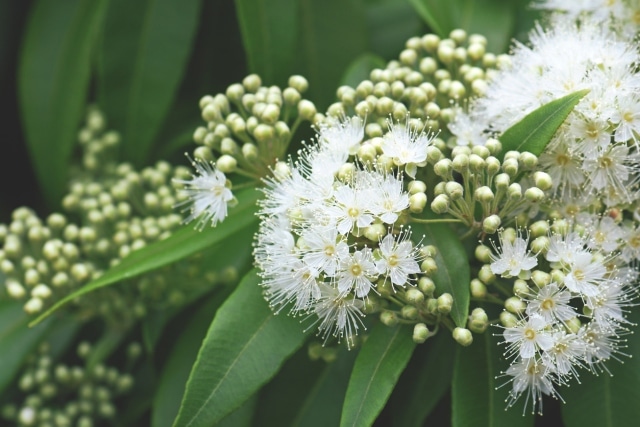 Native garden ideas - Lemon myrtle