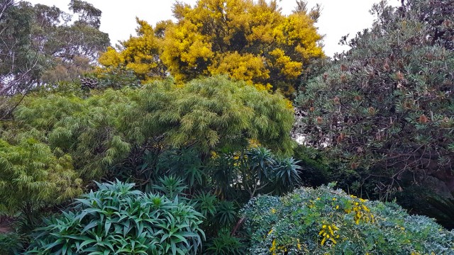 Native garden ideas - Mixed plants