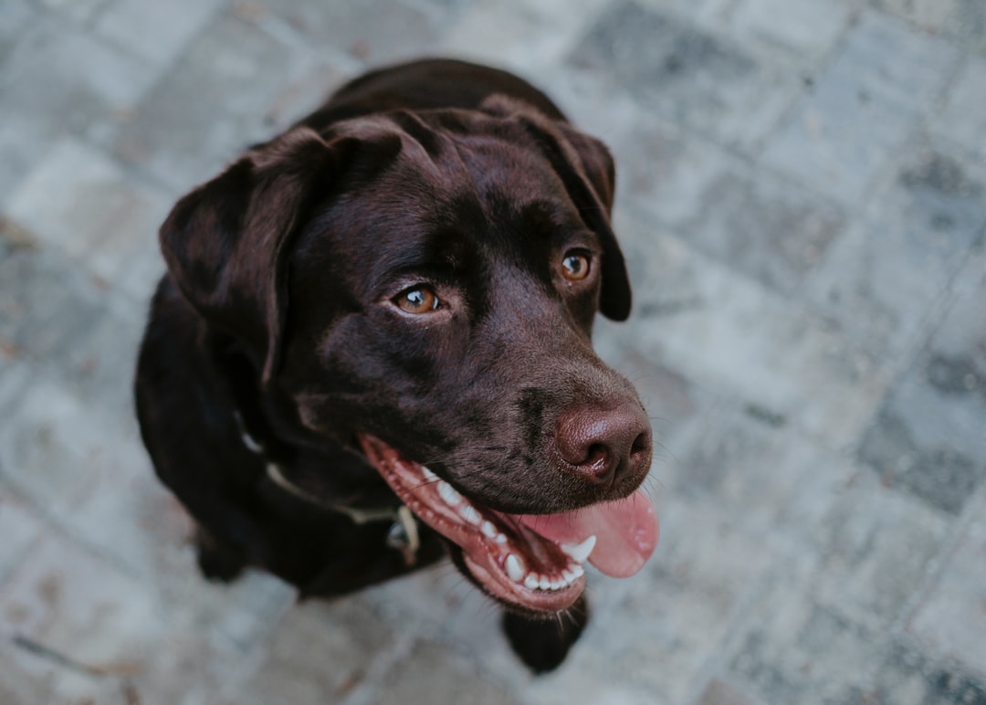 Dog on pavers
