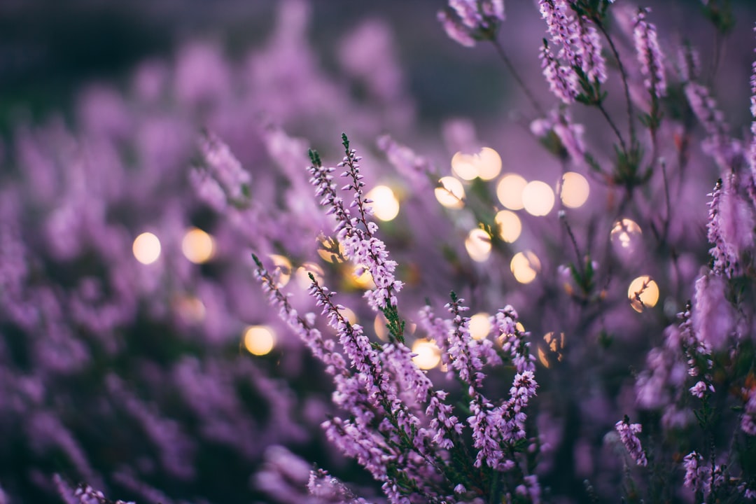 English lavender plant