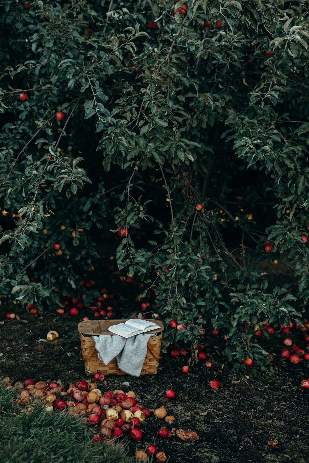 Apples on the ground