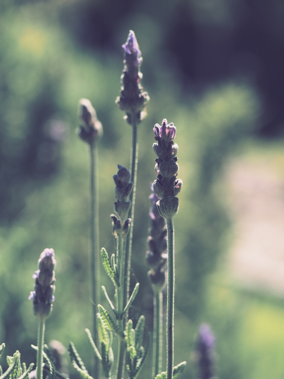 Lavender Close Up