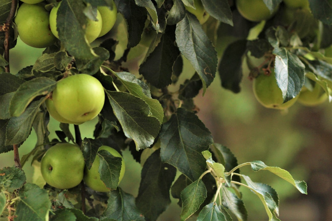 A green apple tree