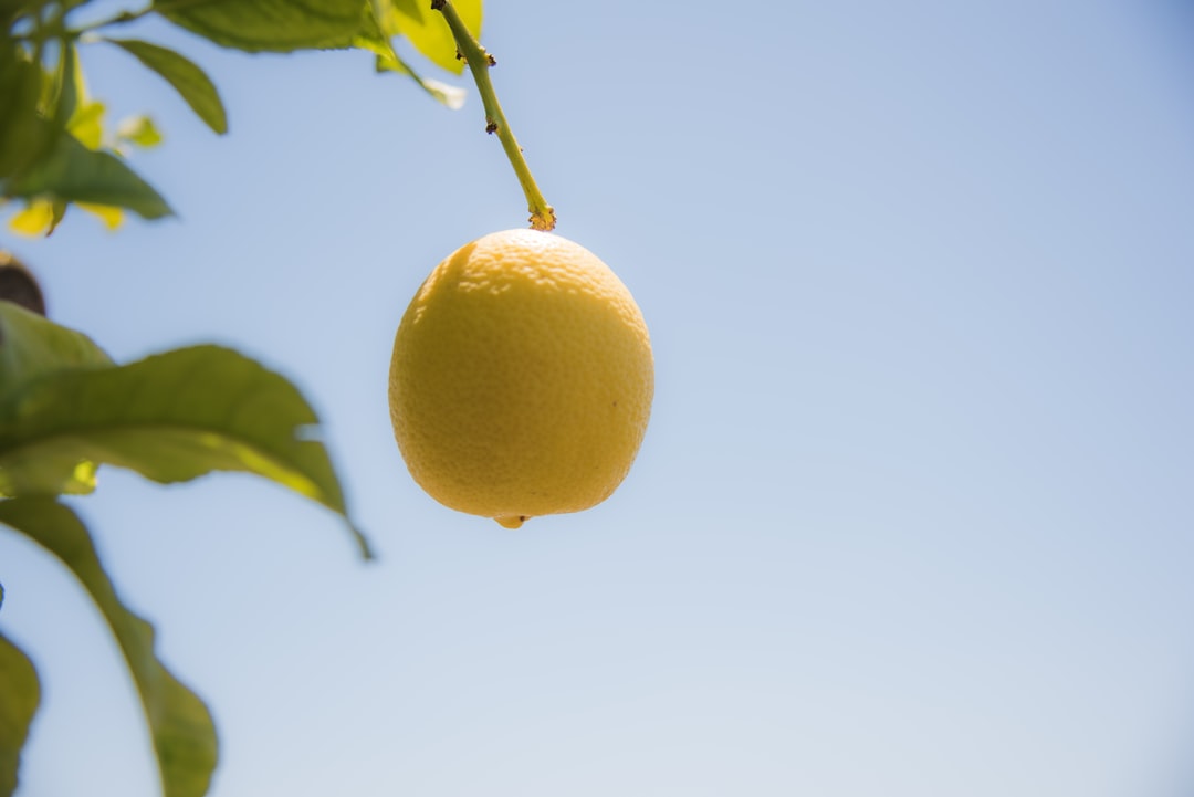A solitary lemon