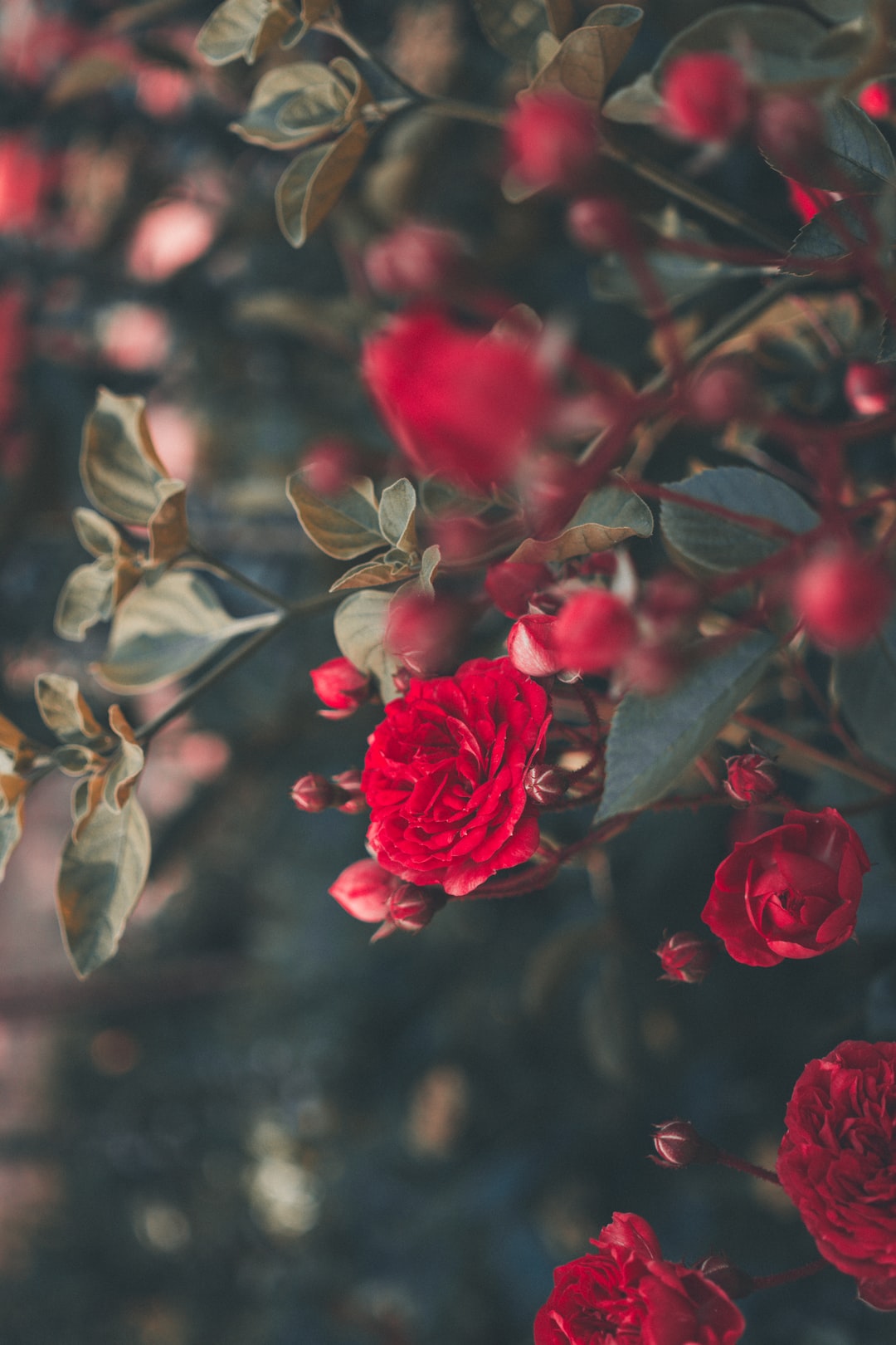 pruning red roses