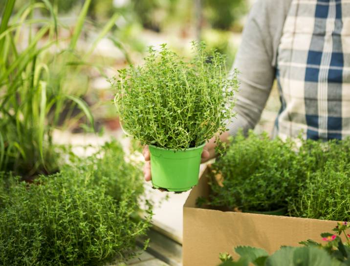 woman holding fresh herbs for selling