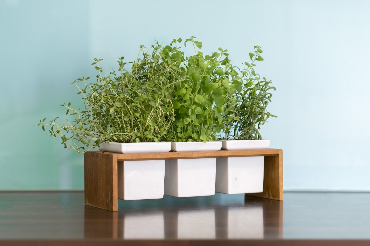 fresh herbs in modern planter