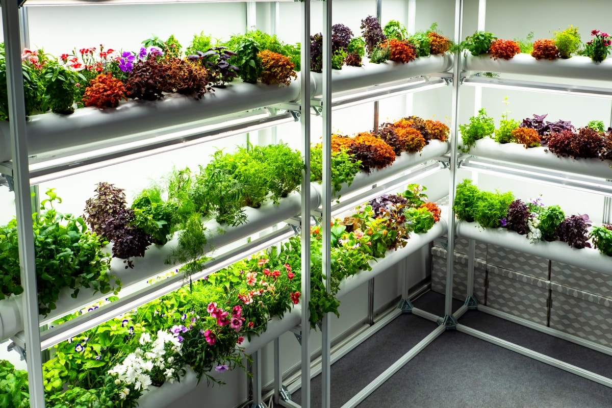 Small indoor greenhouse with a variety of plants