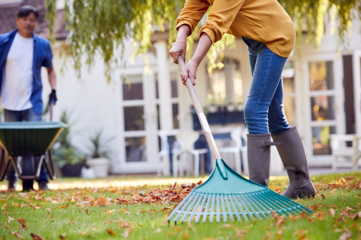 A couple at home raking and tidying autumn leaves into barrow