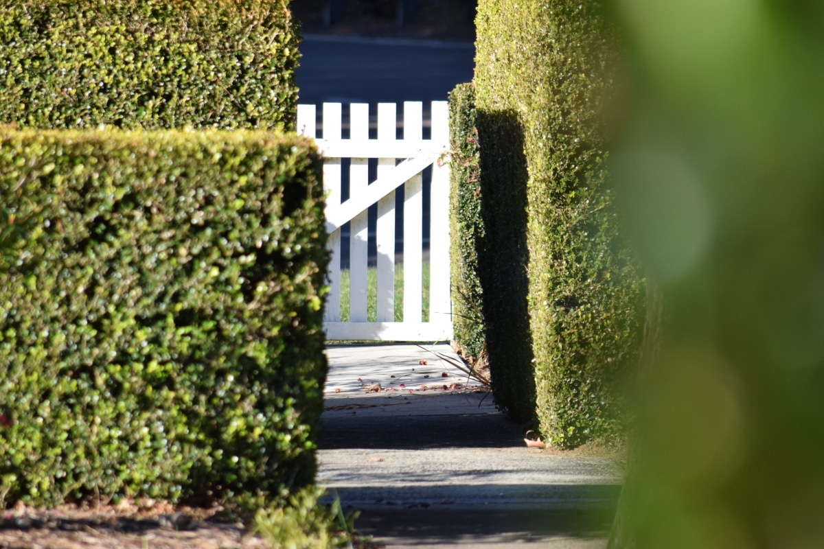 white wood fence between shrubs
