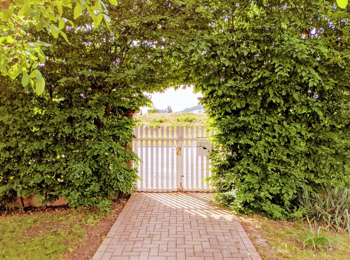 white picket fence in vine wall