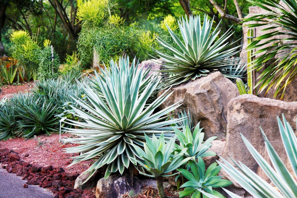 A variety of different succulents and leafy green plants growing in a flowerbed in a formal garden with walkways