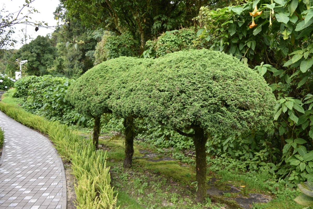 Topiary trees