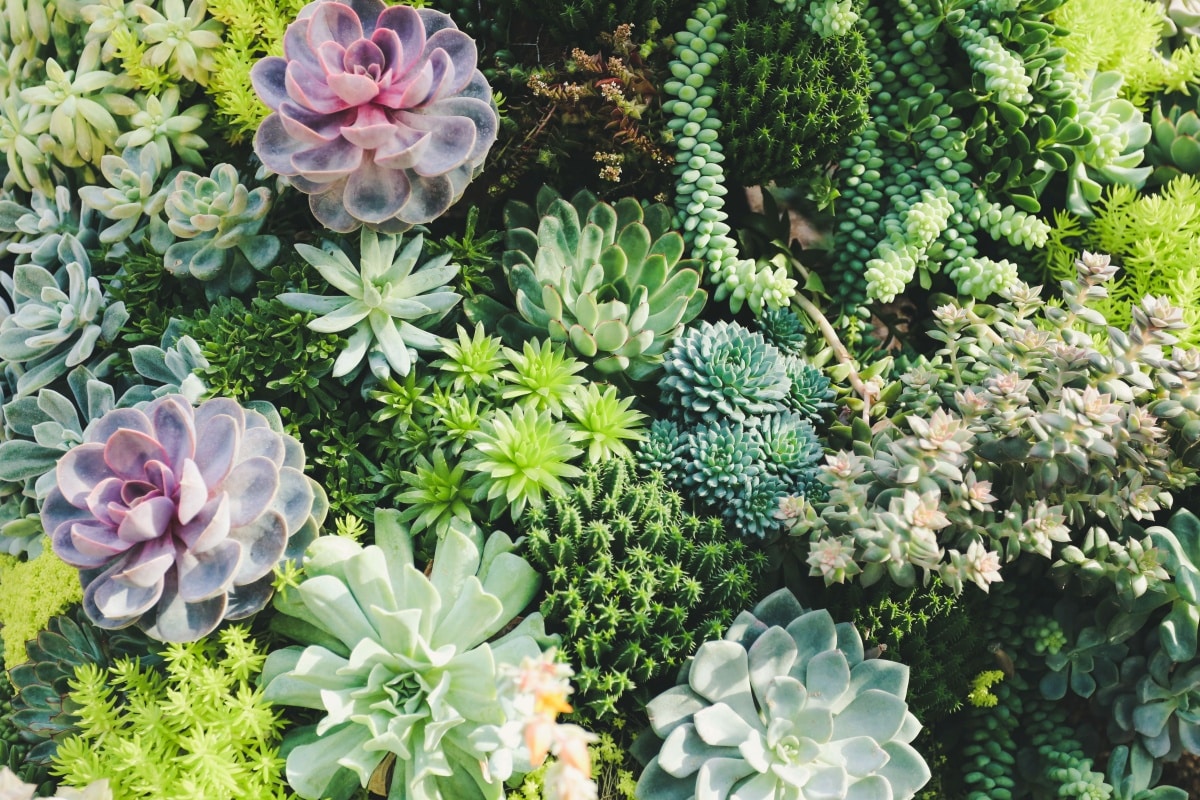 Succulents in a garden