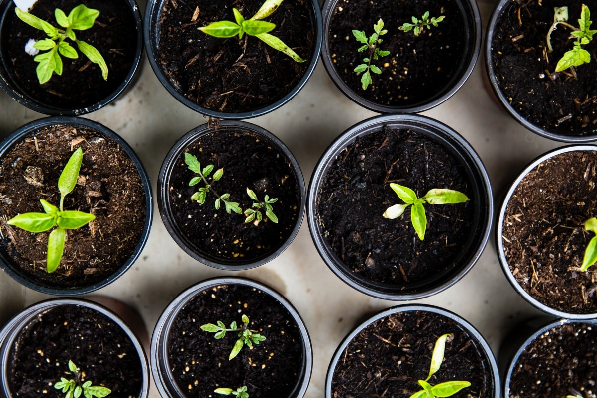 Herb garden for you and your kids