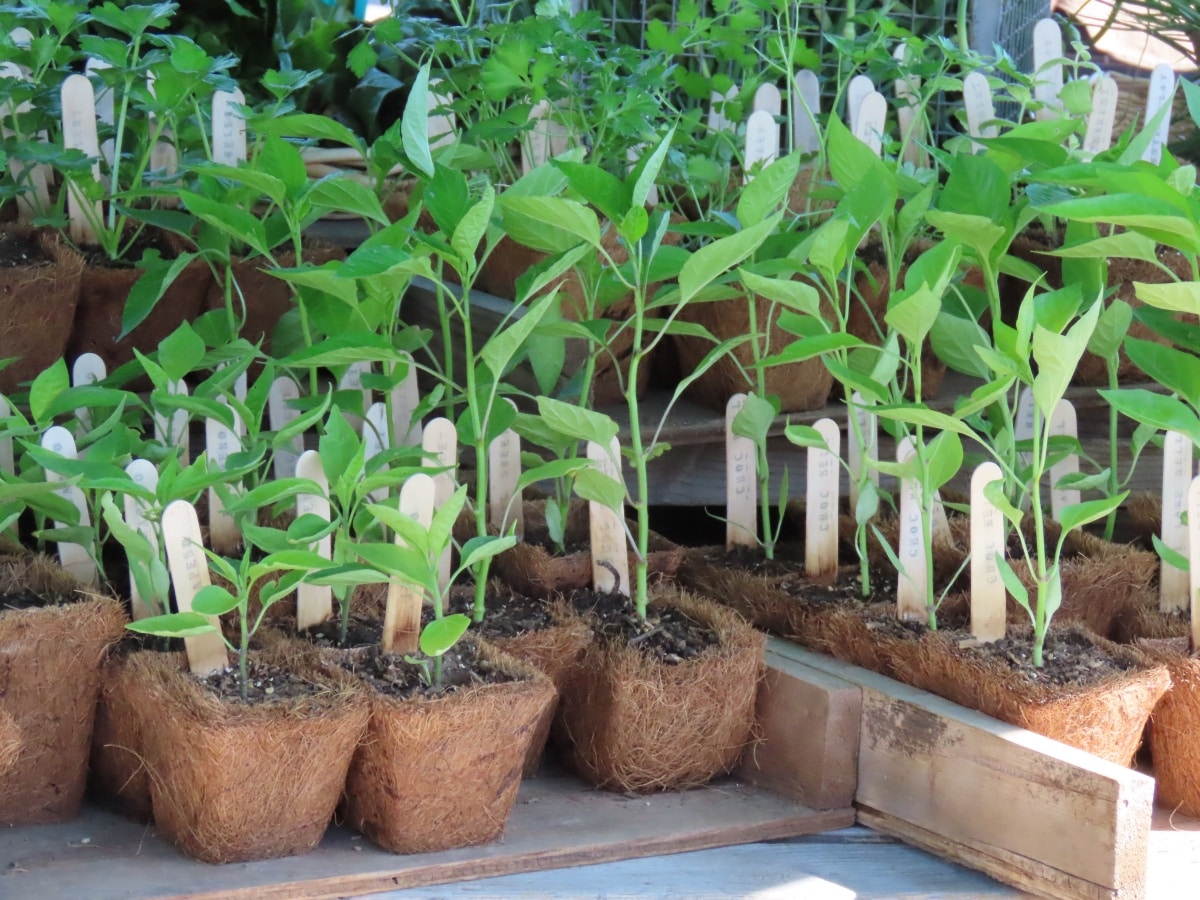 Plants with wooden labels on it