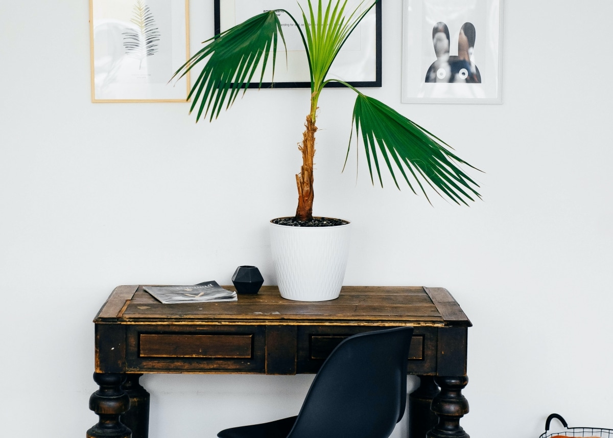 warm wood table with potted plant