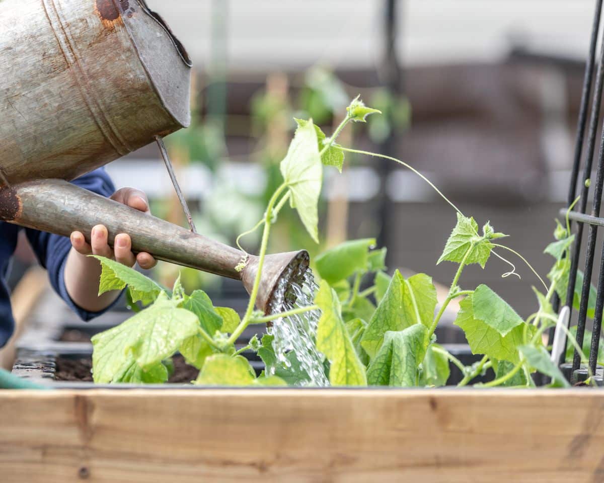 little hands watering garden plants