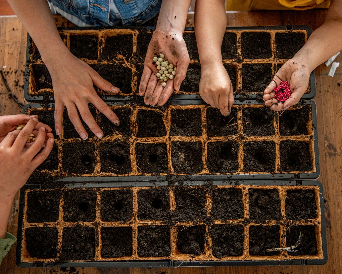 kids starting to plant in soil