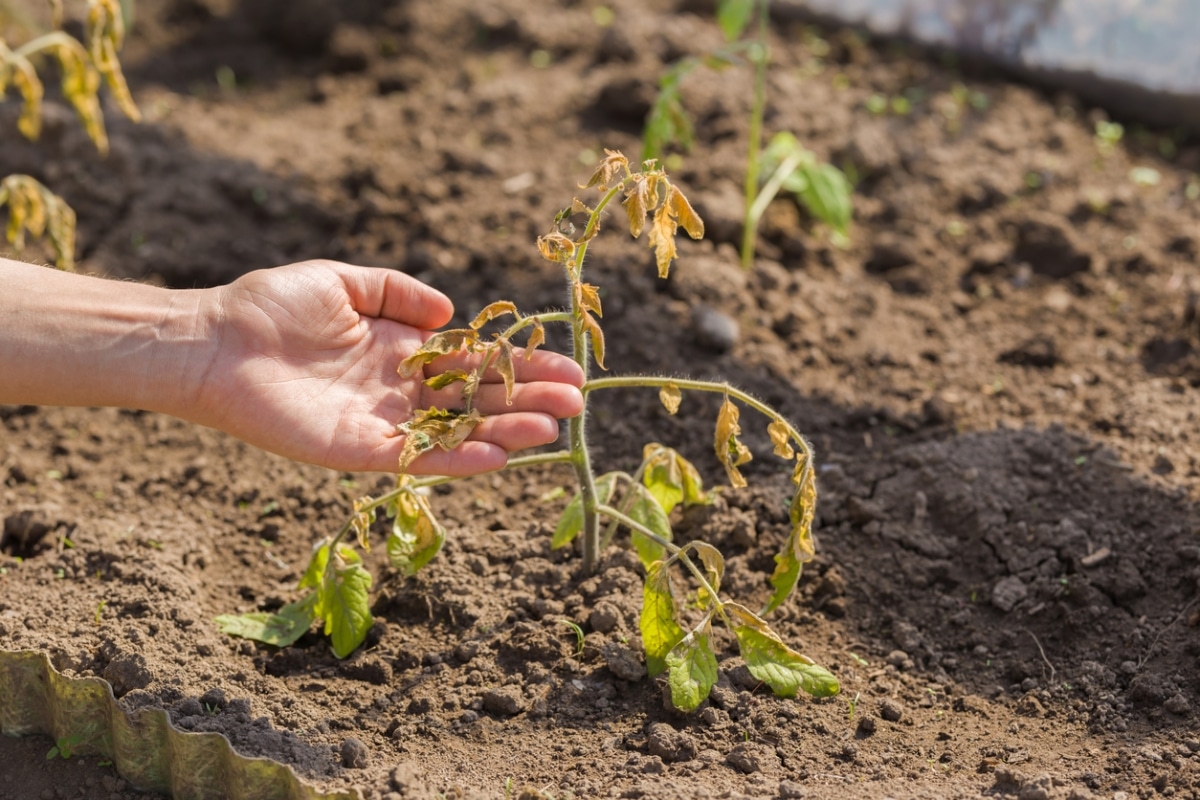 A hand gently touches a wilted tomato plant with brown and yellow leaves, surrounded by other unhealthy plants in a garden bed.