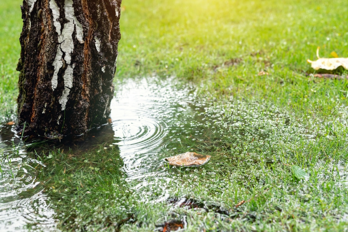 A tree trunk stands in a puddle of water on a lush green lawn. Raindrops create ripples in the water, and a fallen leaf floats nearby.