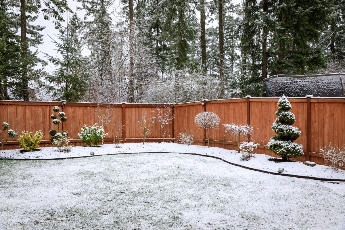 A clear lawn with some plants covered in snow and frost.