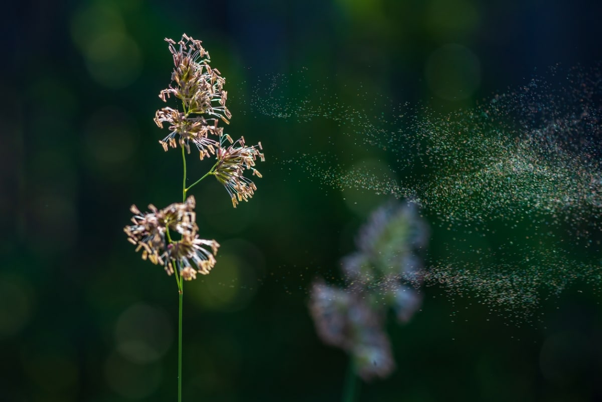 A detailed image of a grass stem with multiple seed heads blooming, showing pollen being dispersed.